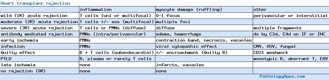 transplant-rejection-pathology